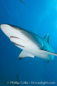 Caribbean reef shark with small sharksucker visible on underside, Carcharhinus perezi, Echeneis naucrates