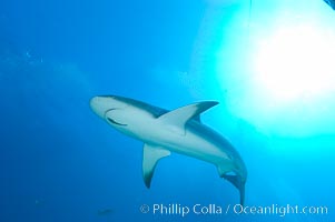 Caribbean reef shark with small sharksucker visible on underside, Carcharhinus perezi, Echeneis naucrates