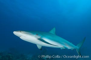 Caribbean reef shark, Carcharhinus perezi