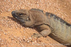 Caribbean rock iguana.  Rock iguanas play an important role in the Caribbean islands due to their diet of fruits, flowers and leaves.  The seeds pass through the digestive tract of the iguana and are left behind in its droppings, helping to spread the seeds the grow new plants, Cyclura