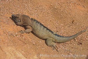 Caribbean rock iguana.  Rock iguanas play an important role in the Caribbean islands due to their diet of fruits, flowers and leaves.  The seeds pass through the digestive tract of the iguana and are left behind in its droppings, helping to spread the seeds the grow new plants, Cyclura