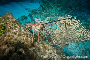 Caribbean spiny lobster, Panulirus argus, Grand Cayman Island