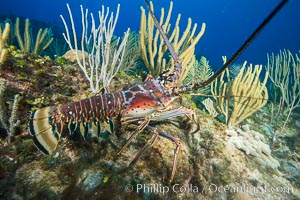 Caribbean spiny lobster, Panulirus argus, Grand Cayman Island