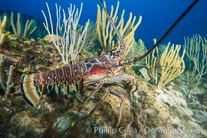 Caribbean spiny lobster, Panulirus argus, Grand Cayman Island