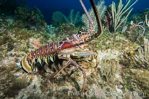 Caribbean spiny lobster, Panulirus argus, Grand Cayman Island