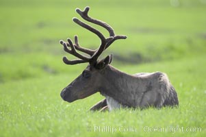 Caribou (reindeer), Rangifer tarandus