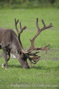 Caribou (reindeer), Rangifer tarandus