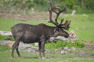 Caribou (reindeer), Rangifer tarandus