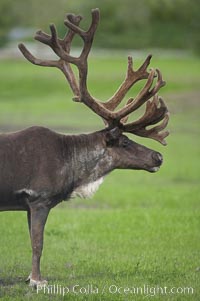 Caribou (reindeer), Rangifer tarandus