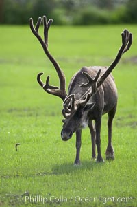 Caribou (reindeer), Rangifer tarandus