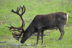 Caribou (reindeer), Rangifer tarandus