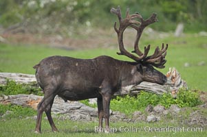 Caribou (reindeer), Rangifer tarandus