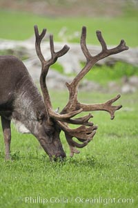 Caribou (reindeer), Rangifer tarandus