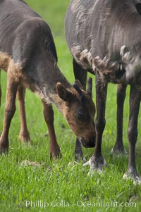 Caribou (reindeer), Rangifer tarandus