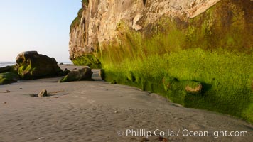 Algae grows along the base of soft eroded sandstone cliffs at the beach, Carlsbad, California