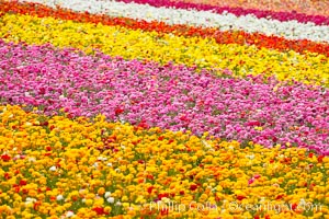 The Carlsbad Flower Fields, 50+ acres of flowering Tecolote Ranunculus flowers, bloom each spring from March through May