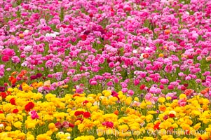 The Carlsbad Flower Fields, 50+ acres of flowering Tecolote Ranunculus flowers, bloom each spring from March through May