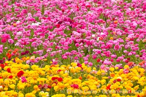 The Carlsbad Flower Fields, 50+ acres of flowering Tecolote Ranunculus flowers, bloom each spring from March through May