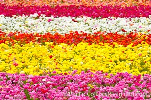 The Carlsbad Flower Fields, 50+ acres of flowering Tecolote Ranunculus flowers, bloom each spring from March through May