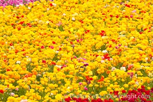 The Carlsbad Flower Fields, 50+ acres of flowering Tecolote Ranunculus flowers, bloom each spring from March through May