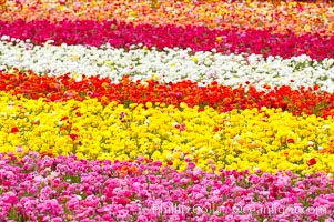 The Carlsbad Flower Fields, 50+ acres of flowering Tecolote Ranunculus flowers, bloom each spring from March through May