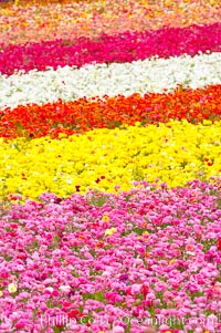 The Carlsbad Flower Fields, 50+ acres of flowering Tecolote Ranunculus flowers, bloom each spring from March through May