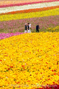 The Carlsbad Flower Fields, 50+ acres of flowering Tecolote Ranunculus flowers, bloom each spring from March through May.