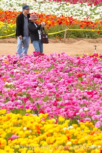 The Carlsbad Flower Fields, 50+ acres of flowering Tecolote Ranunculus flowers, bloom each spring from March through May