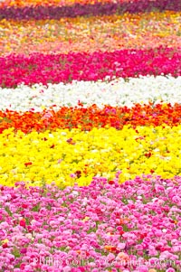 The Carlsbad Flower Fields, 50+ acres of flowering Tecolote Ranunculus flowers, bloom each spring from March through May