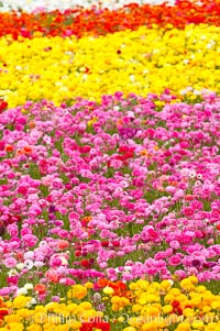 The Carlsbad Flower Fields, 50+ acres of flowering Tecolote Ranunculus flowers, bloom each spring from March through May