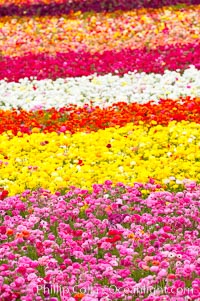 The Carlsbad Flower Fields, 50+ acres of flowering Tecolote Ranunculus flowers, bloom each spring from March through May