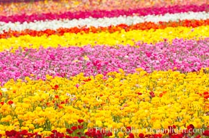 The Carlsbad Flower Fields, 50+ acres of flowering Tecolote Ranunculus flowers, bloom each spring from March through May