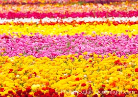 The Carlsbad Flower Fields, 50+ acres of flowering Tecolote Ranunculus flowers, bloom each spring from March through May