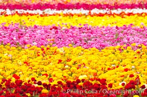 The Carlsbad Flower Fields, 50+ acres of flowering Tecolote Ranunculus flowers, bloom each spring from March through May