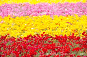 The Carlsbad Flower Fields, 50+ acres of flowering Tecolote Ranunculus flowers, bloom each spring from March through May