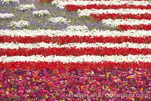 An American Flag composed of flowers at the Carlsbad Flower Fields.  The Flower Fields, 50+ acres of flowering Tecolote Ranunculus flowers, bloom each spring from March through May