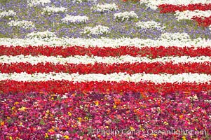 An American Flag composed of flowers at the Carlsbad Flower Fields.  The Flower Fields, 50+ acres of flowering Tecolote Ranunculus flowers, bloom each spring from March through May
