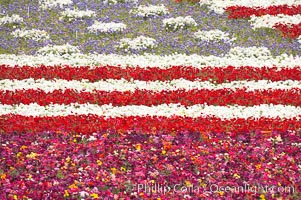 An American Flag composed of flowers at the Carlsbad Flower Fields.  The Flower Fields, 50+ acres of flowering Tecolote Ranunculus flowers, bloom each spring from March through May