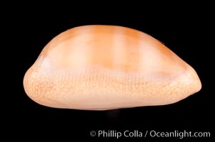 Carnelian Cowrie, Cypraea carneola crassa