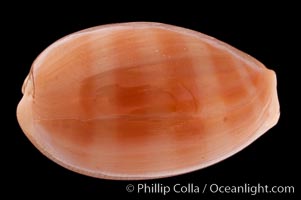 Carnelian Cowrie, Cypraea carneola propinqua