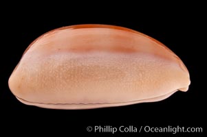 Carnelian Cowrie, Cypraea carneola propinqua