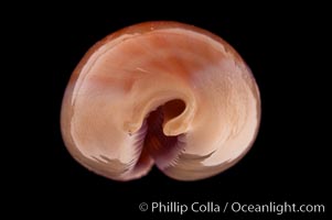 Carnelian Cowrie, Cypraea carneola propinqua