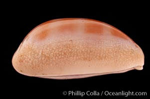 Carnelian Cowrie, Cypraea carneola