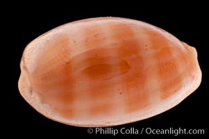 Carnelian Cowrie, Cypraea carneola