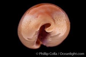 Carnelian Cowrie, Cypraea carneola