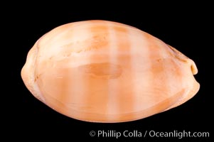 Carnelian Cowrie., Cypraea carneola crassa, natural history stock photograph, photo id 08001