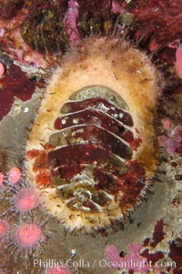 Carnivorous chiton, Placiphorella velata