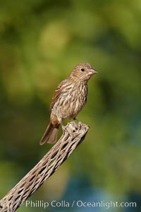 House finch, female, Carpodacus mexicanus, Amado, Arizona