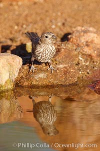 House finch, female, Carpodacus mexicanus, Amado, Arizona