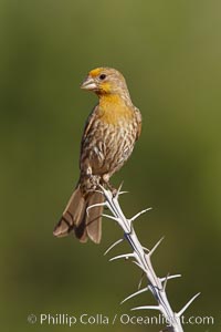 House finch, immature, Carpodacus mexicanus, Amado, Arizona